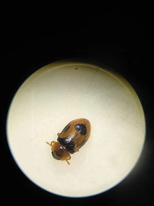 a snow lady beetle under the microscope