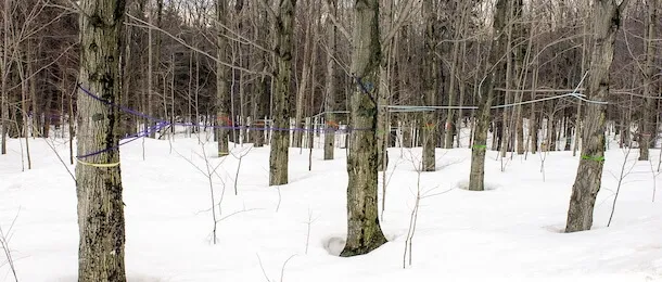 a forest of tapped young maple trees in snow with tubing running from each tree