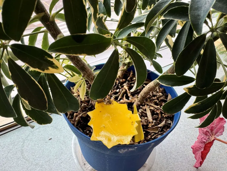 Looking down into a potted plant with a yellow item in the soil. 