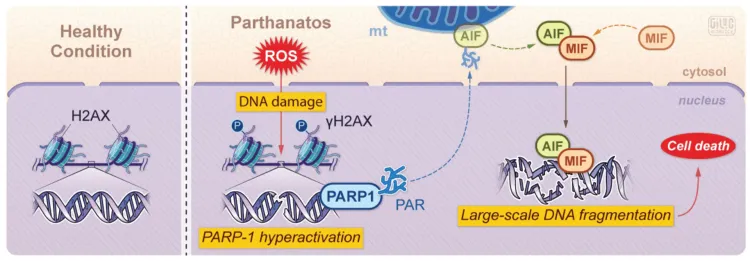 a colorful graphic showing steps of a cell death pathway