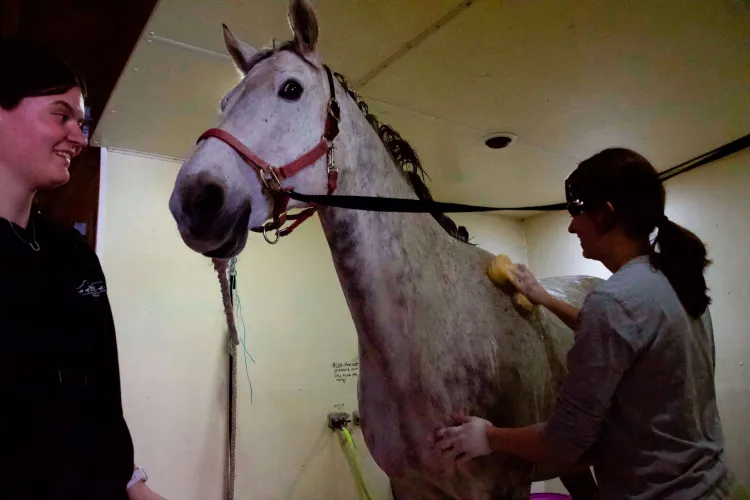 A person stands by a grey horse's head while another person sponges the horse's withers
