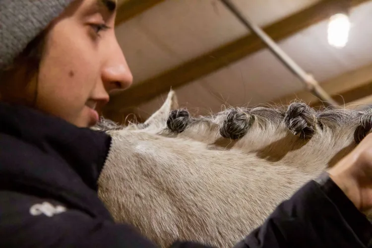 A person in a hate and jacket is in the foreground, hands in the mane of a horse who has little braids