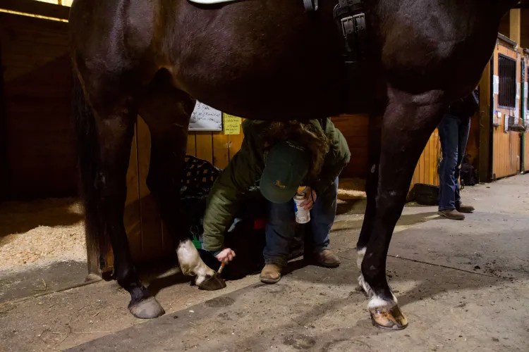 A person bends down under a horse and brushes something on the horse's hooves.
