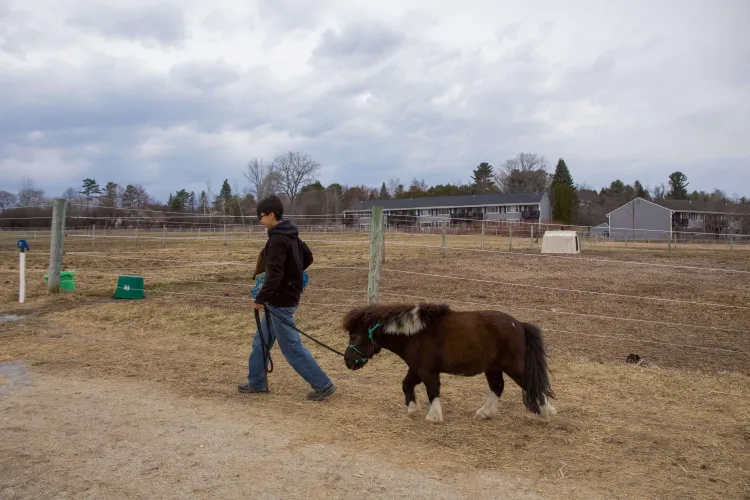 A person leads a very small horse across brown grass against grey sky