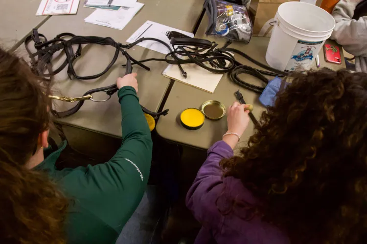 Looking overhead two people with pieces of leather bridles on a table.