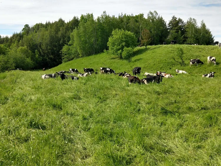 cows in a field