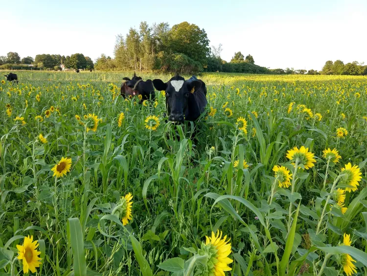 cows in a field of yellow sunflowers