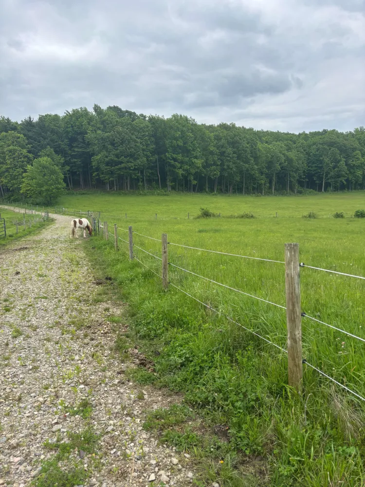 A long gravel walkway along a fenced pasture with trees in the distance and a horse munching on hay