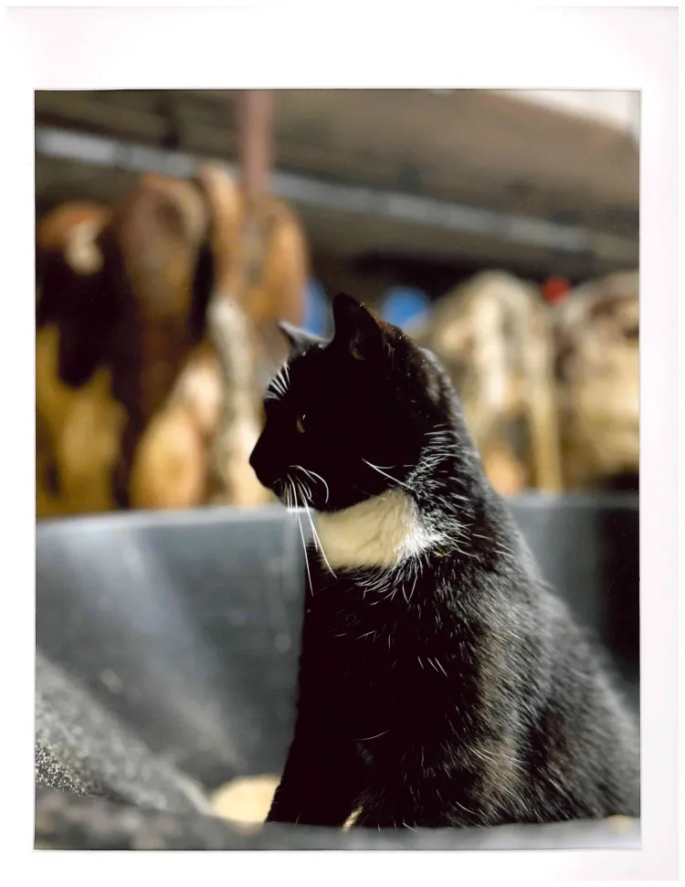 A black and white cat sits in a wheelbarrow with cows blurred in the background 