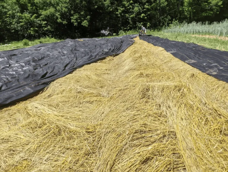 crimped rye with tarp pulled to the side