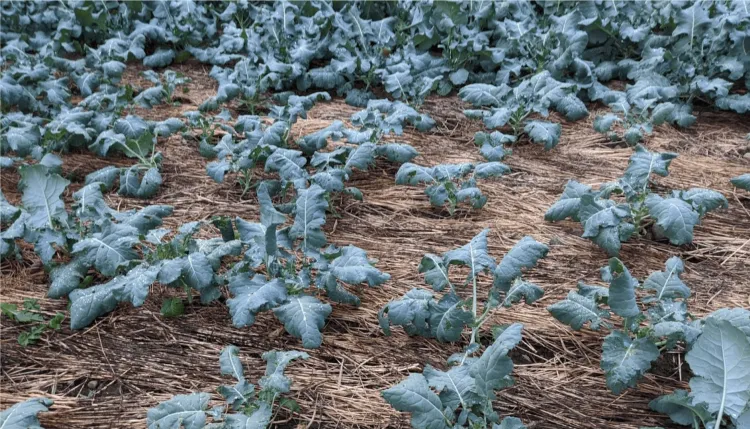 Broccoli transplanted into crimped rye at Evening Song Farm