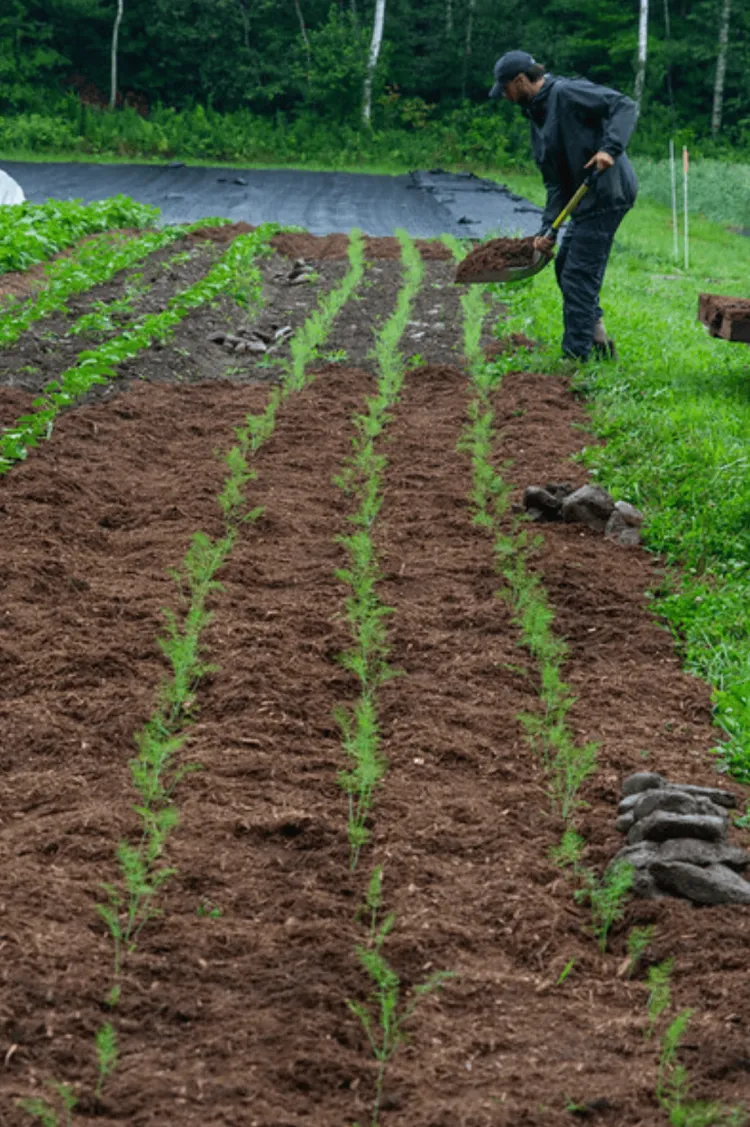 Person shoveling mulch in a farm bed.