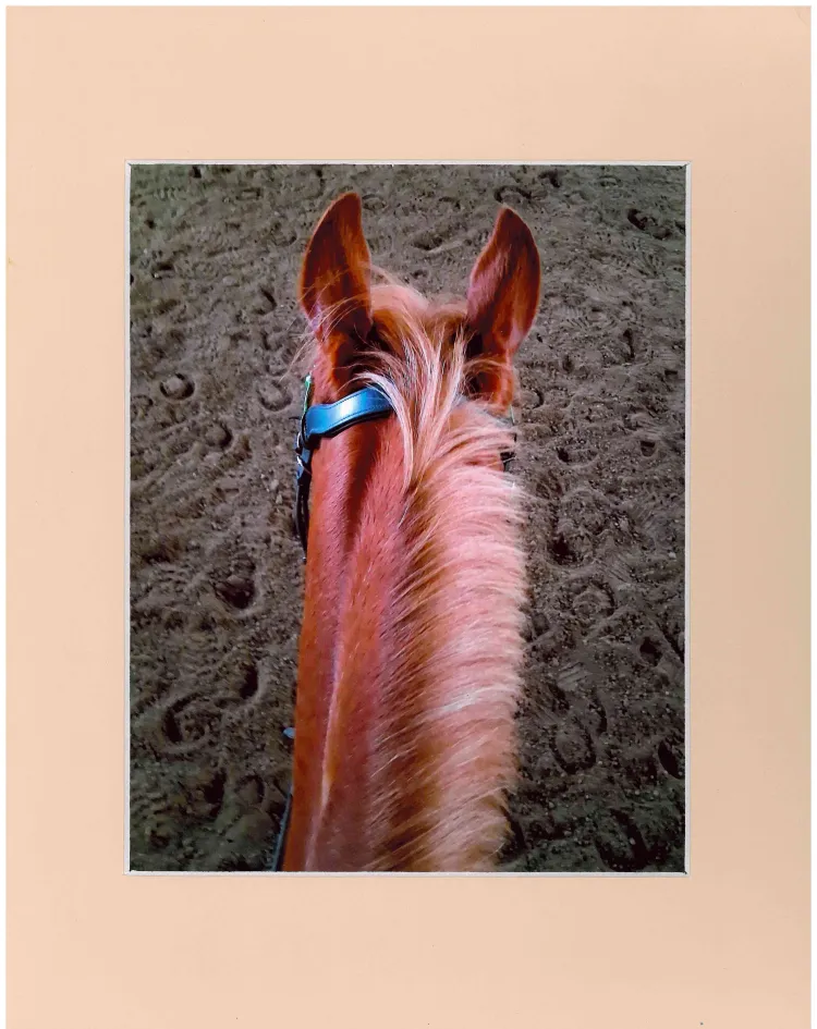 Looking down on a horse's mane and ears.