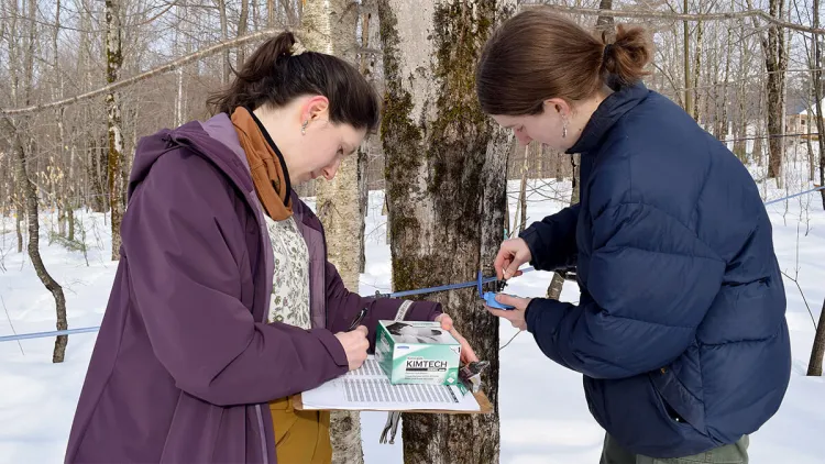 Alli Cooper-Ellis conducting research with a colleague at UVM's Proctor Maple Research Center