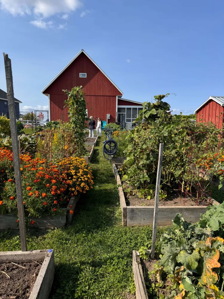 A view from inside a community garden with raised beds full of plants with red buildings in the background against a blue sky.