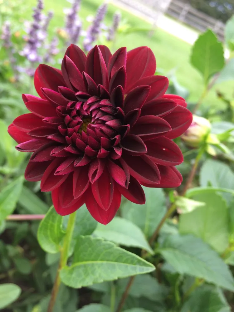 A crimson-colored dahlia with many petals in a garden. 
