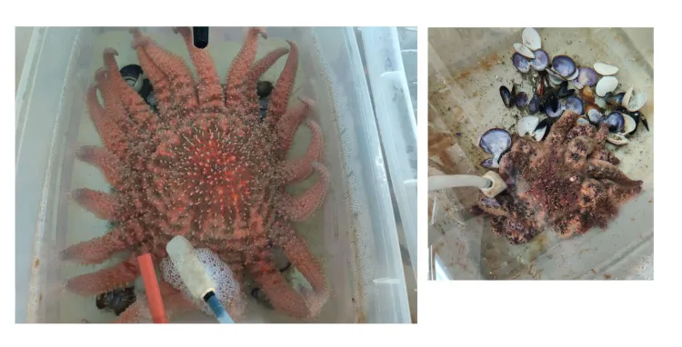 two specimens of sunflower sea stars. the left image is of a healthy orange sea star with all its arms intact. The right image shows a sea star beginning to decompose from the wasting disease.