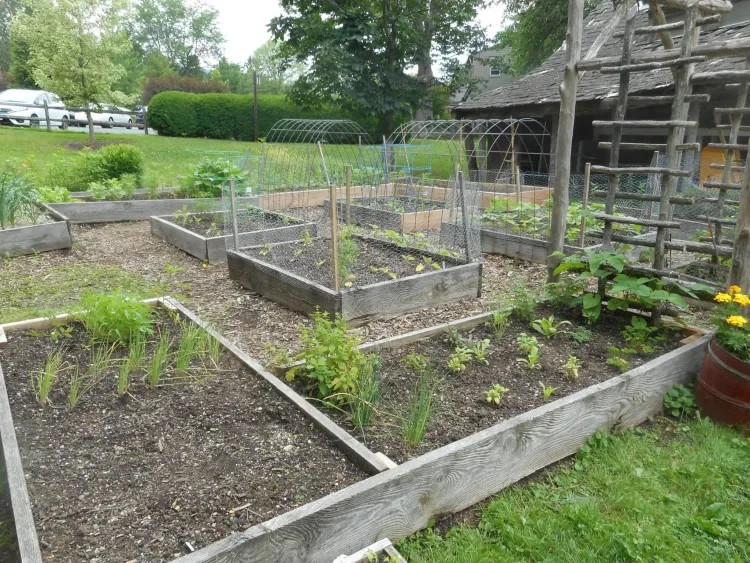 A garden with raised beds and mesh wire bent in an arch over plants