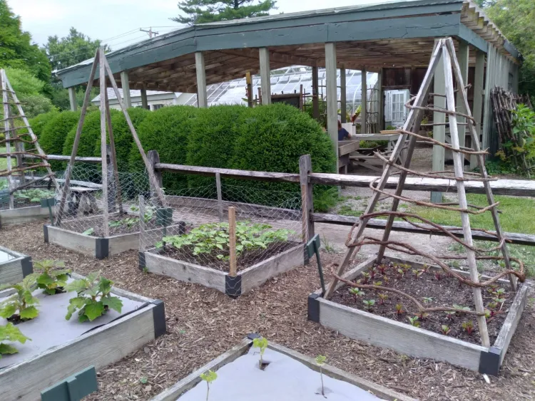 Raised beds in a garden with various supports and trellises. 