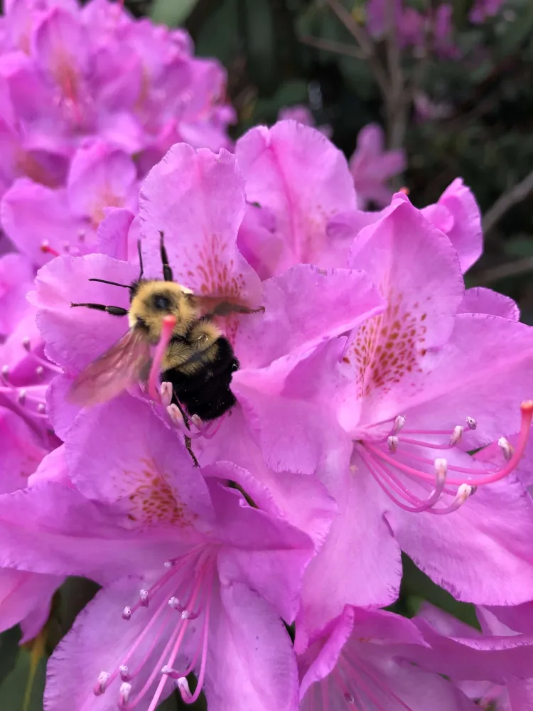 A yellow bumble bee on a magenta set of flowers.