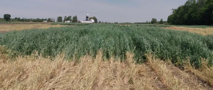 winter rye cover crop