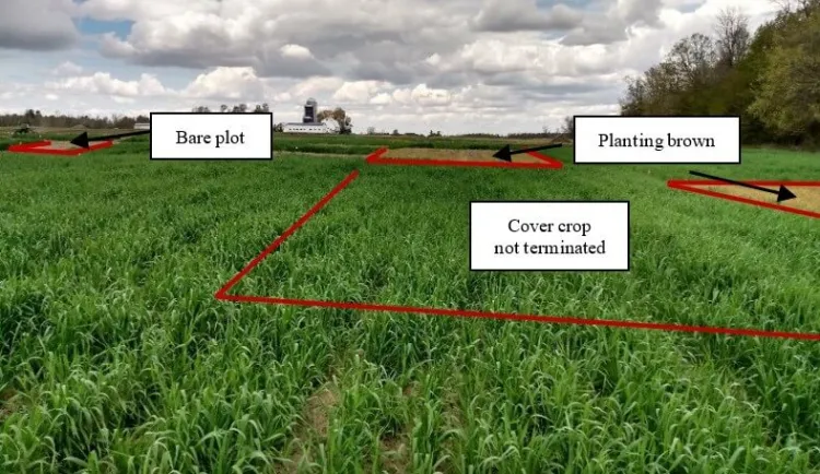 corn plot