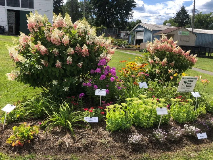 A garden with pink and white hydrangeas taller than the other plants. 
