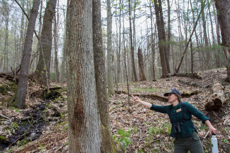 A woman in a hat and flannel shirt points to a larger tree in the foreground, with more trees up a little hill in the background.