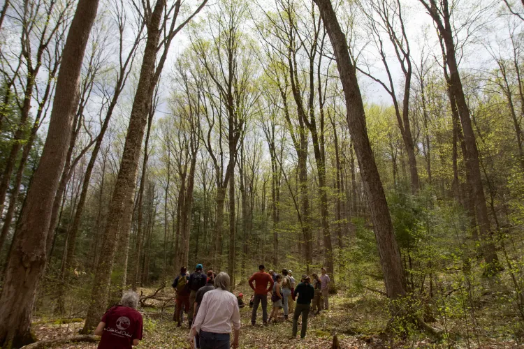 A wide-angle view of a number of people in a forest with tall trees that have light green buds.