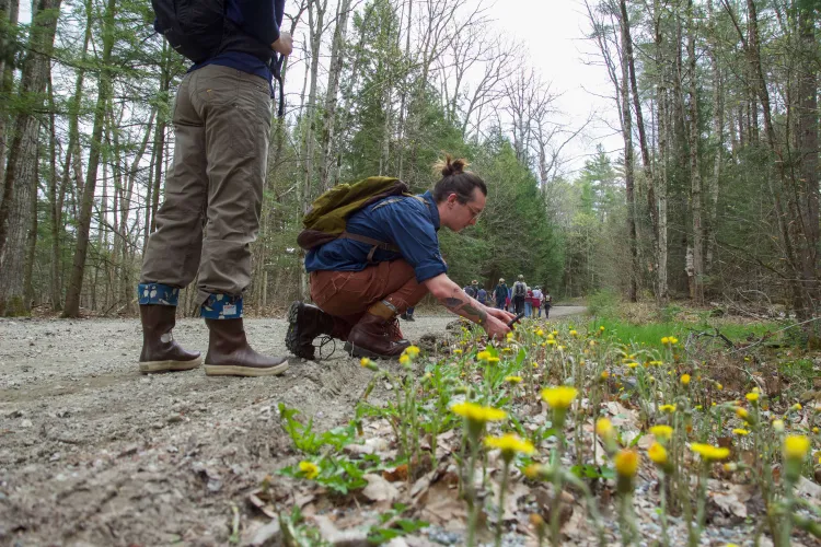 A person bends down and photographs yellow flowers along the edge of a wooded dirt road.