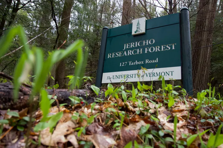 A dark green sign reading jericho research forest university of vermont is seen through small green plants poking from the ground.
