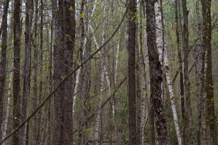 A zoomed in photo of tree trunks, some white, some brown, mixed with the light green speckling of spring leaf-out. 