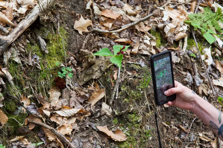 A hand holds up a cellphone and the screen is a camera, showing a red trillium that's in front of the hand and phone on the forest floor
