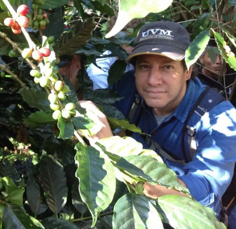 Man in a coffee tree