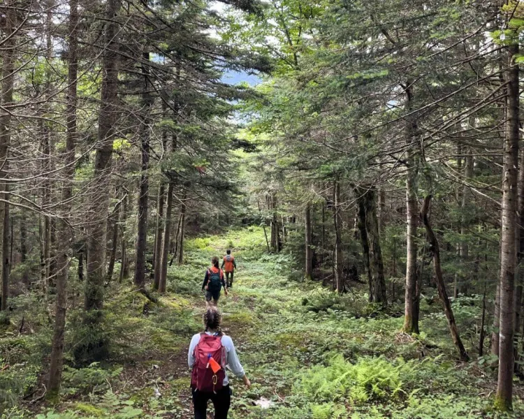 Three crew members walking in the woods 