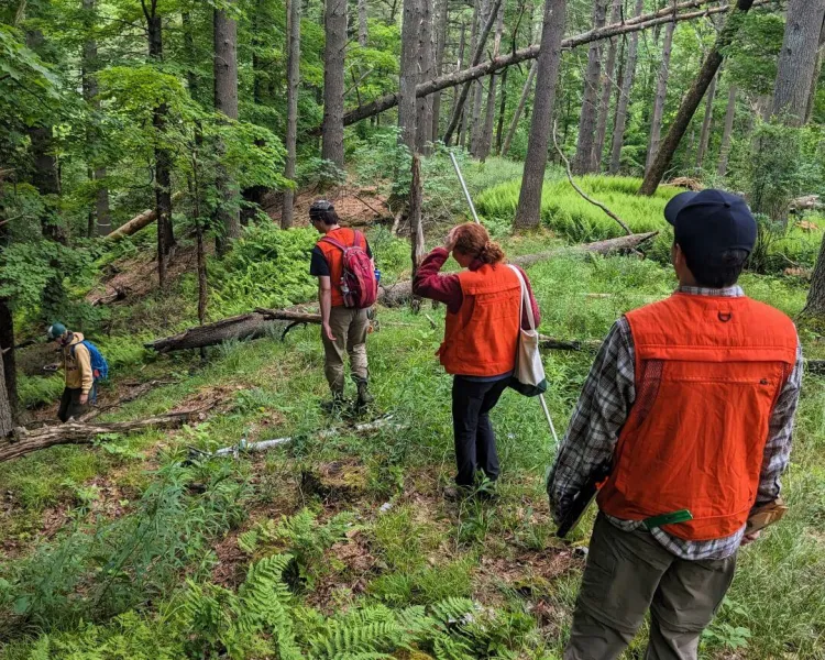 A group of summer field technicians walking on a trail in a wooded area