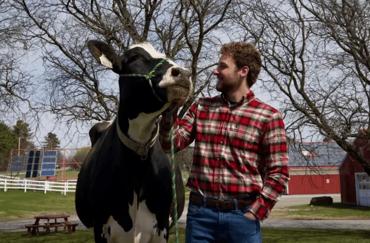 A man looking at a cow