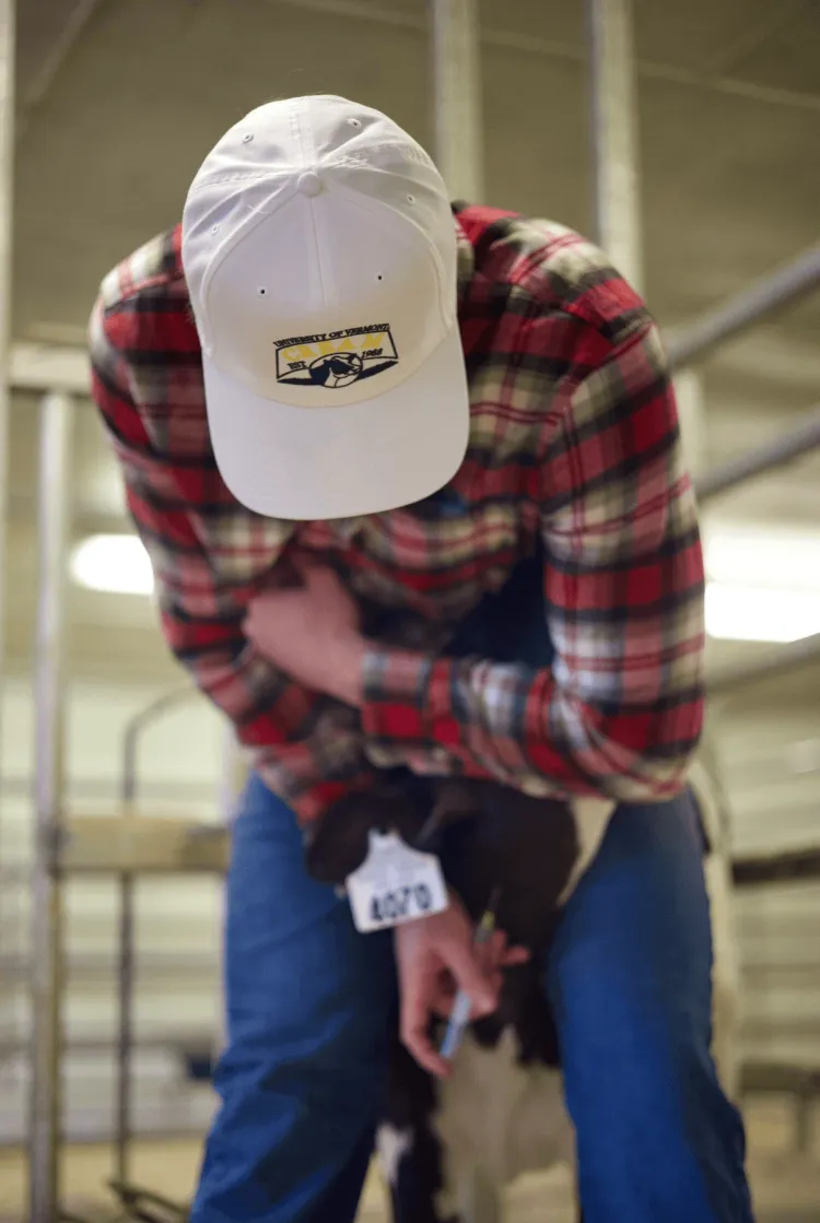 A man giving a calf a shot
