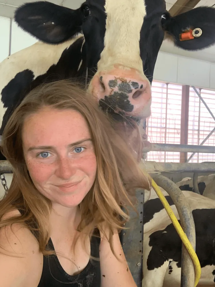 Young woman with a dairy cow