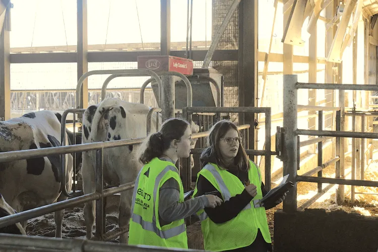 Two young women evaluating cattle