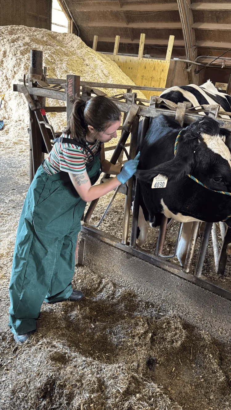 Katie SMith vaccinating one of the CREAM cows for a research trial 
