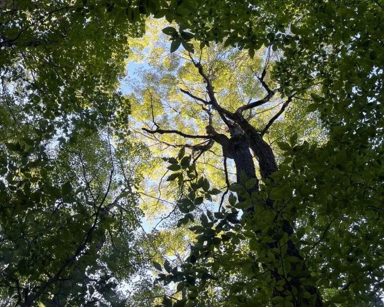 A look at forest canopy and tree crowns from below