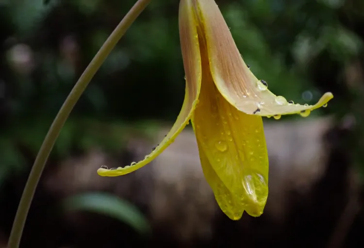A yellow flower with raindrops on it drooping from a curved stem. Green is blurred in the background.