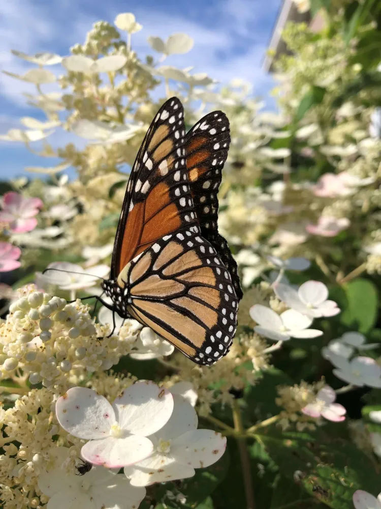 A monarch butterfly perched on white hydrangea flowers. Blue sky is in the background.