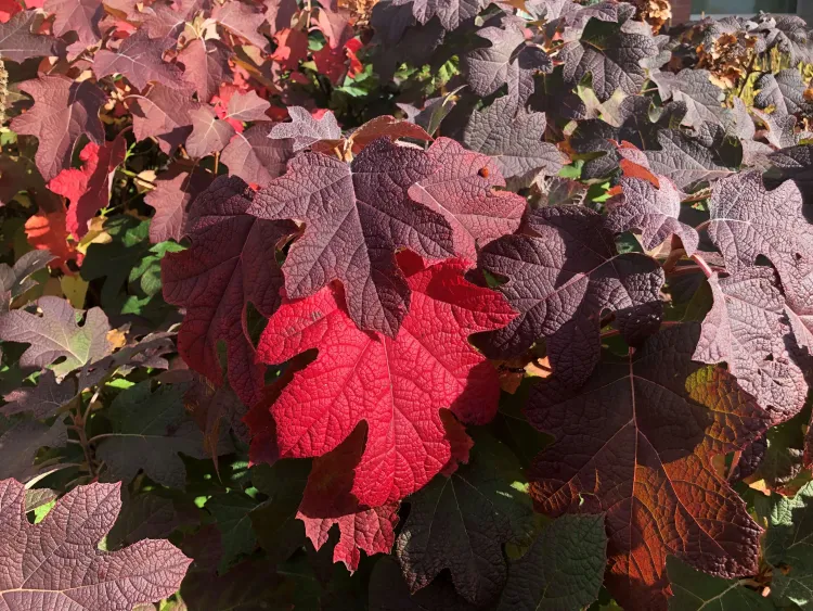 Crimson and red leaves in sunshine.