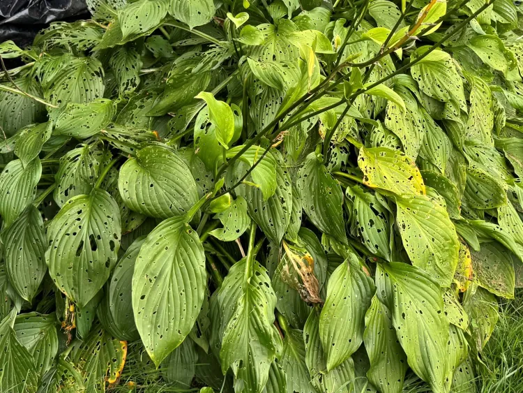 green hosta plant leaves riddled with holes