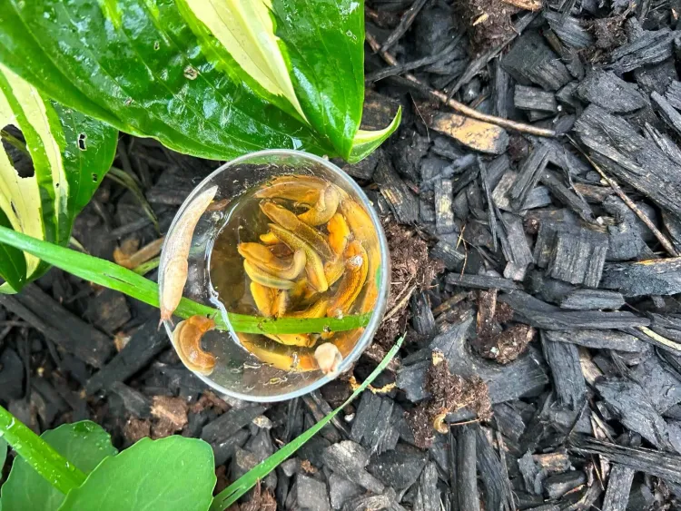A clear plastic container filled with liquid and slugs, in woody mulch below green leaves.