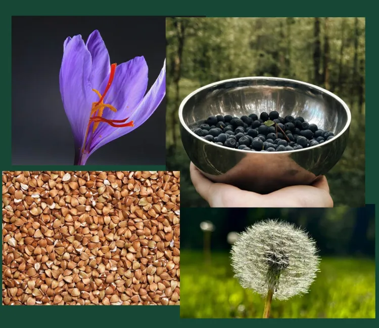 a saffron flower, a bowl of berries, buckwheat, and a dandilion
