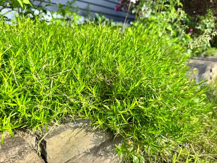 A feathery bright lime green plant spreading out over a little rock wall along the edge of a garden by a house. 