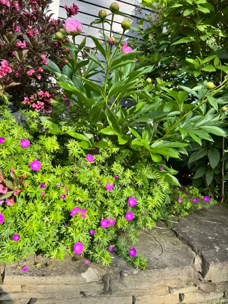 A plant with bright magenta little flowers and leafy green leaves, in a garden of green and maroon plants.